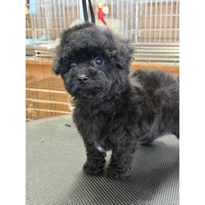 販売中の栃木県のビションプー:ビションフリーゼ×トイプードル-438238の5枚目