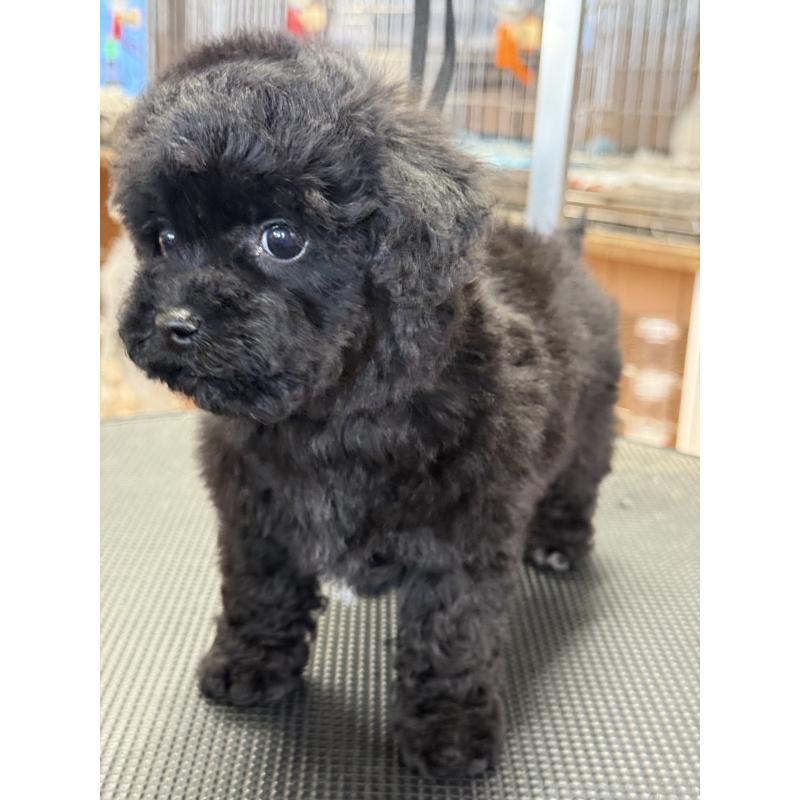 販売中の栃木県のビションプー:ビションフリーゼ×トイプードル-438238の3枚目