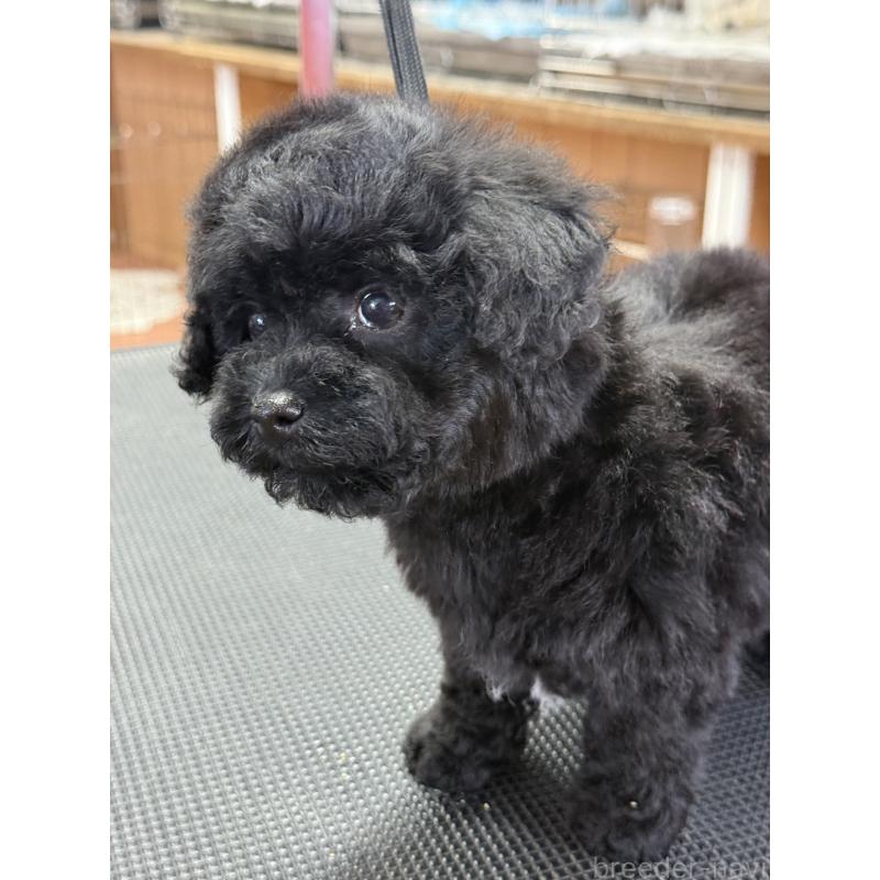 販売中の栃木県のビションプー:ビションフリーゼ×トイプードル-438238の2枚目