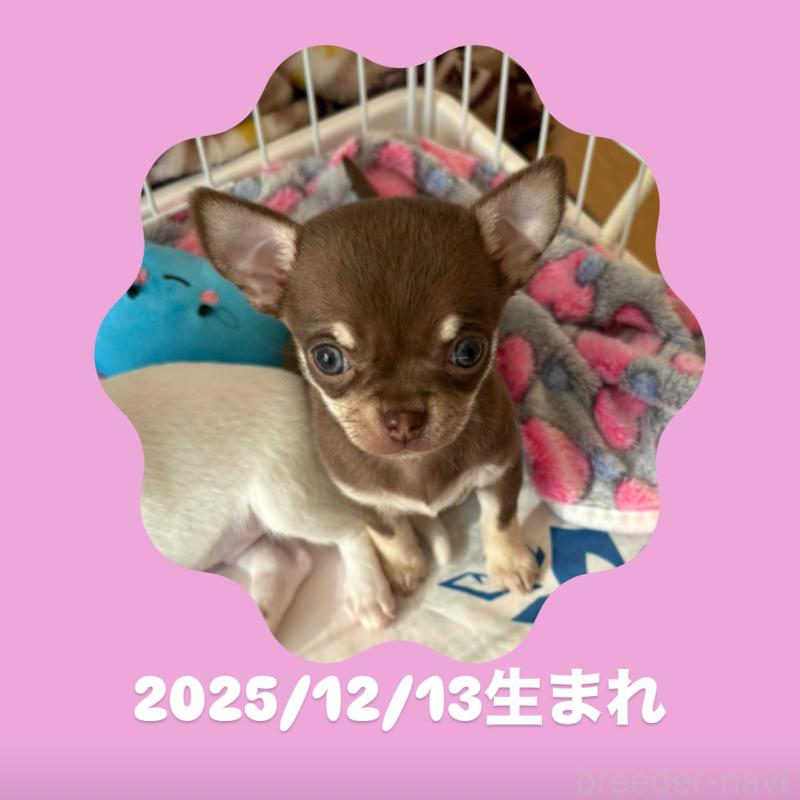 販売中の静岡県のチワワ(スムースコート)-442878