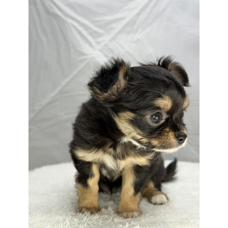 販売中の京都府のチワワ(ロングコート)-442881の3枚目