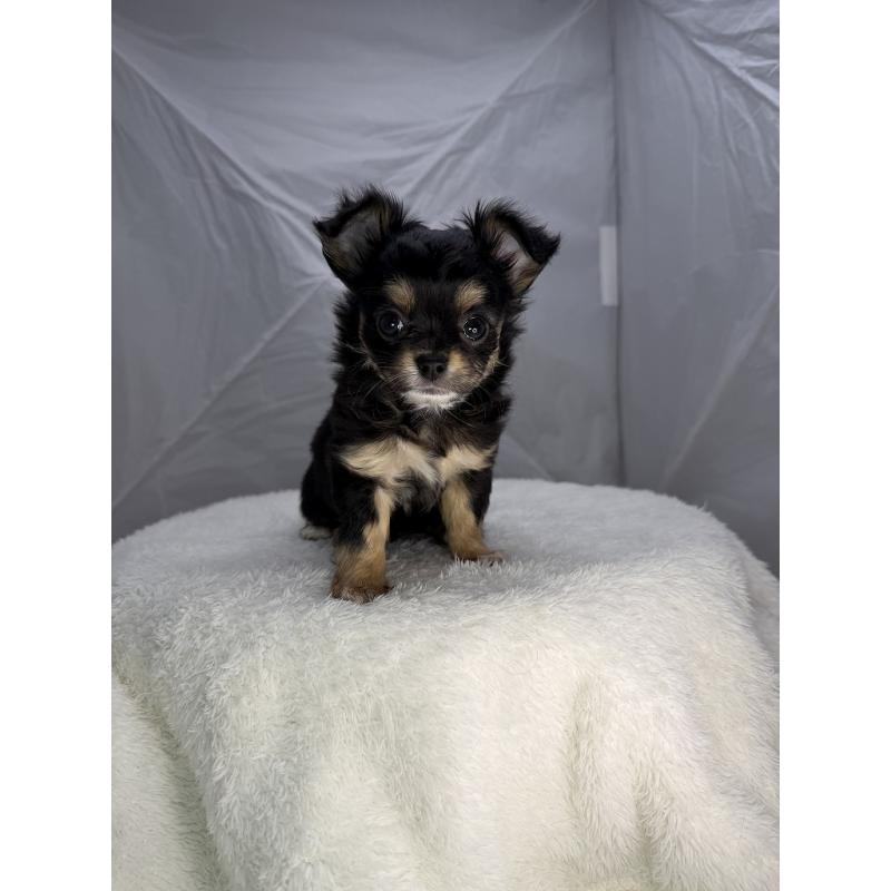 販売中の京都府のチワワ(ロングコート)-442881の2枚目