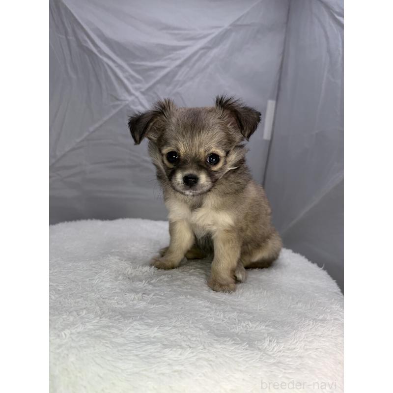 販売中の京都府のチワワ(ロングコート)-442882の3枚目