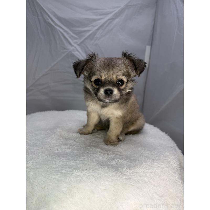 販売中の京都府のチワワ(ロングコート)-442882の2枚目