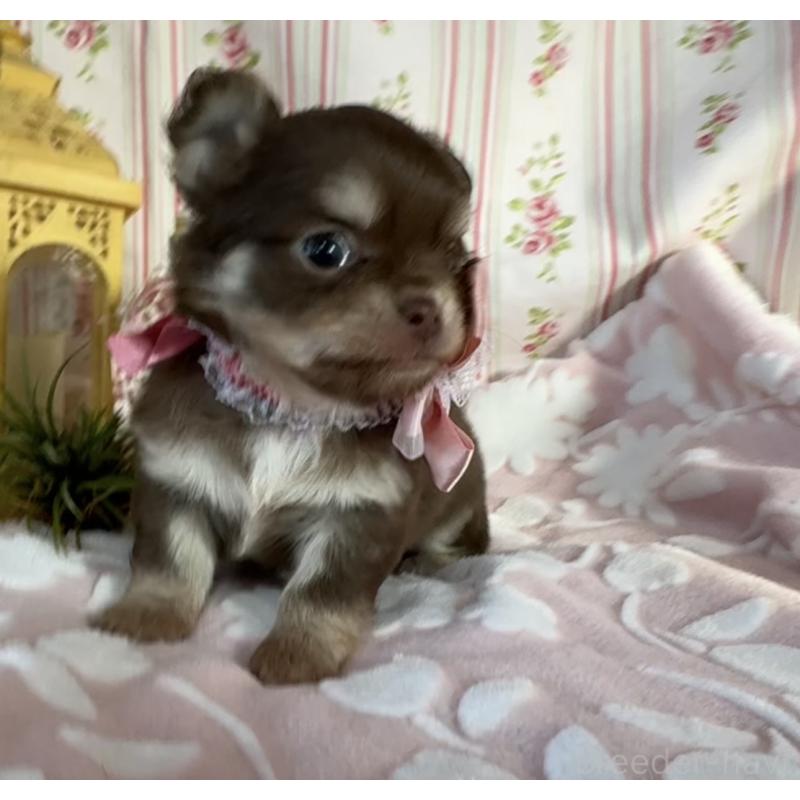 販売中の福岡県のチワワ(ロングコート)-443057の11枚目