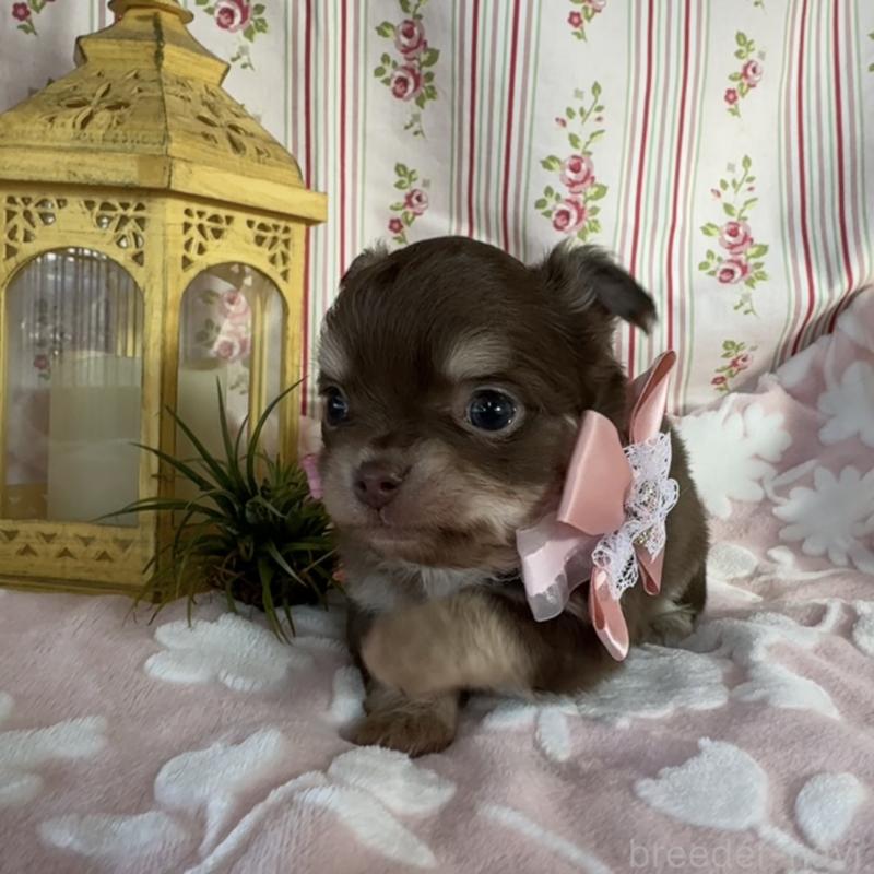 販売中の福岡県のチワワ(ロングコート)-443057の9枚目