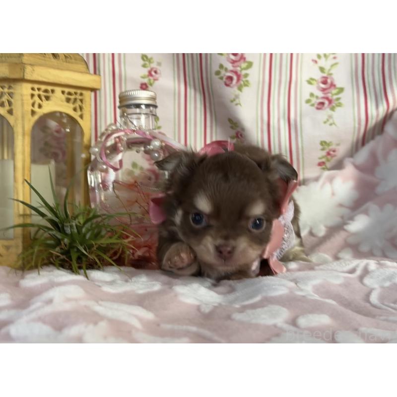 販売中の福岡県のチワワ(ロングコート)-443057の8枚目