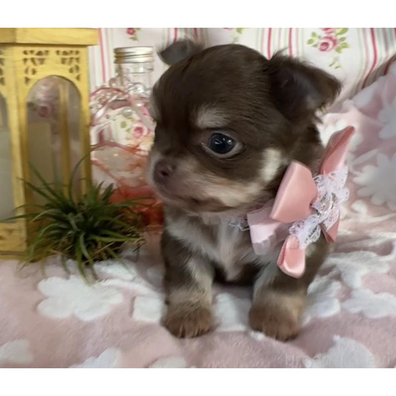 販売中の福岡県のチワワ(ロングコート)-443057の7枚目