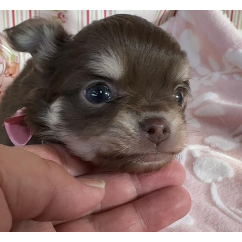 販売中の福岡県のチワワ(ロングコート)-443057の6枚目