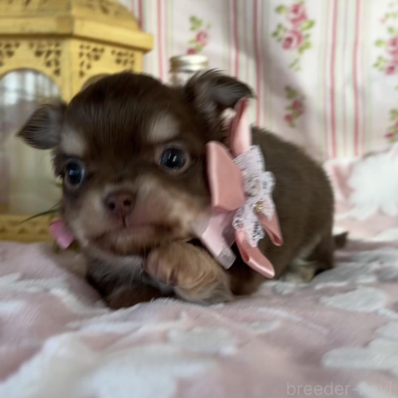 販売中の福岡県のチワワ(ロングコート)-443057の5枚目