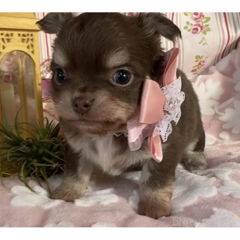 販売中の福岡県のチワワ(ロングコート)-443057の4枚目