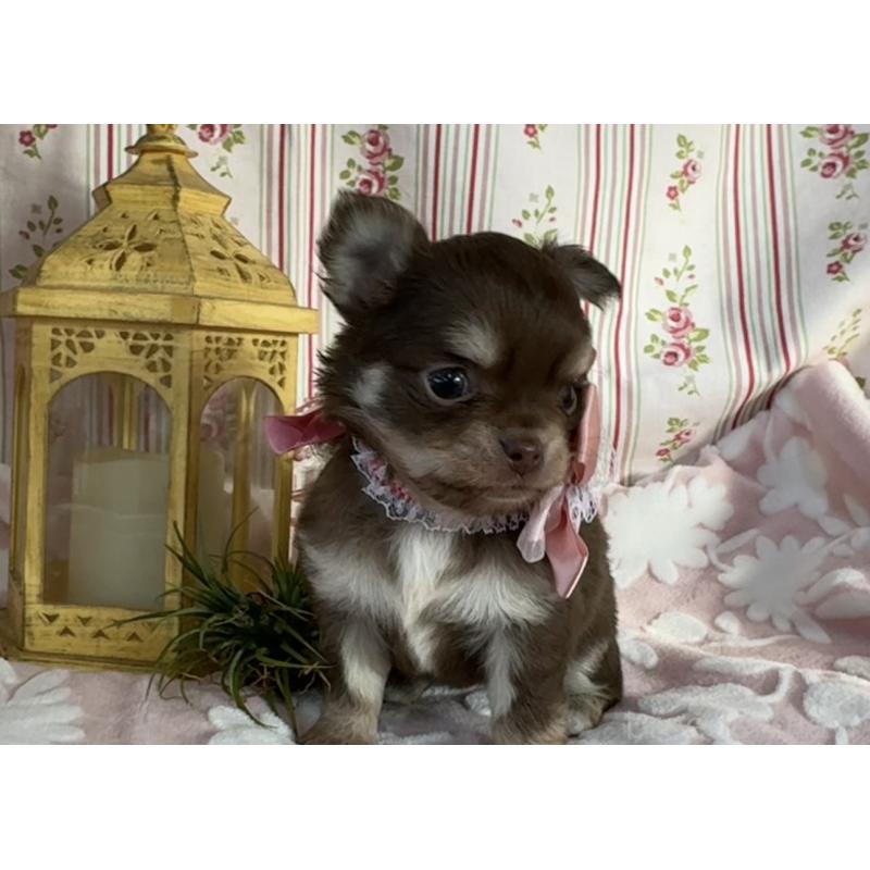 販売中の福岡県のチワワ(ロングコート)-443057の3枚目