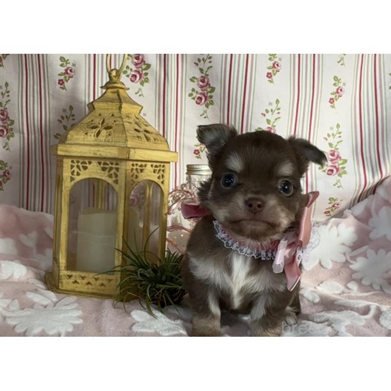 販売中の福岡県のチワワ(ロングコート)-443057の2枚目