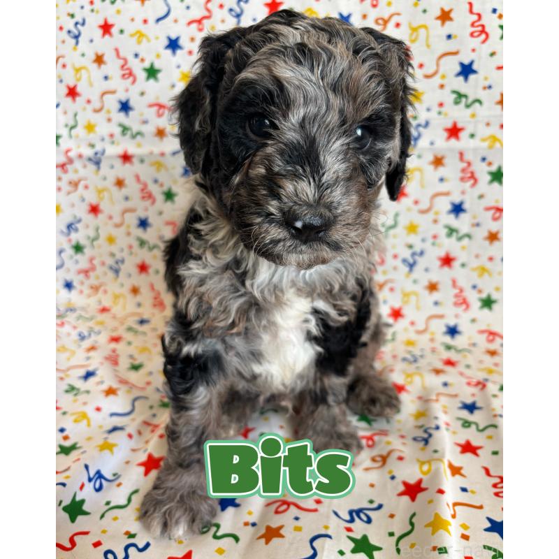 販売中の茨城県のバーニードゥードル:バーニーズ×スタンダードプードル-443052の1枚目