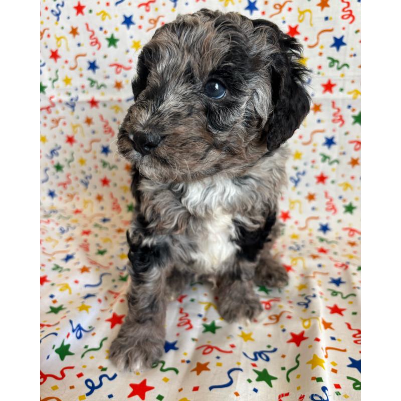 販売中の茨城県のバーニードゥードル:バーニーズ×スタンダードプードル-443052の3枚目