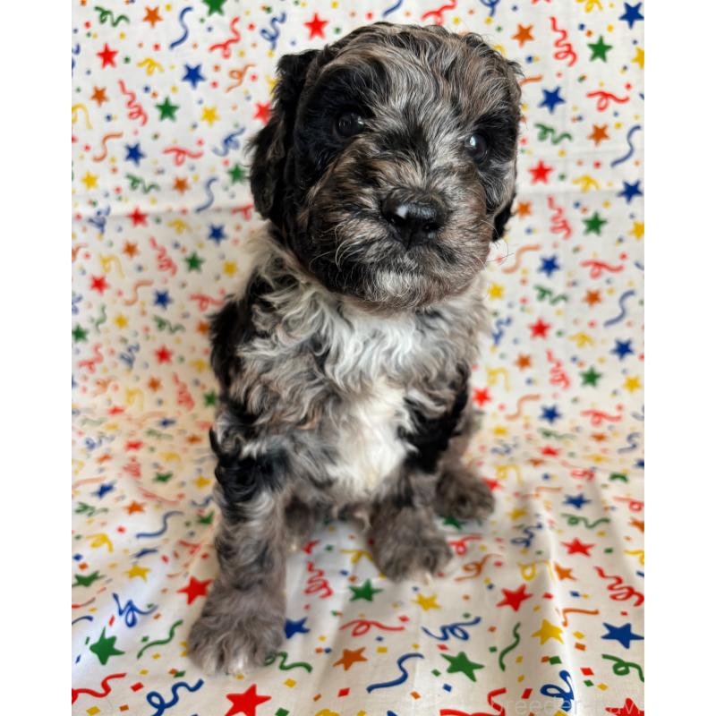 販売中の茨城県のバーニードゥードル:バーニーズ×スタンダードプードル-443052の2枚目