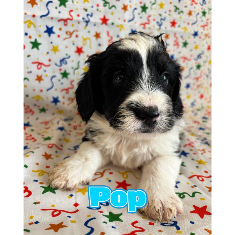 販売中の茨城県のバーニードゥードル:バーニーズ×スタンダードプードル-443053の1枚目