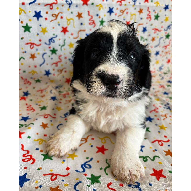 販売中の茨城県のバーニードゥードル:バーニーズ×スタンダードプードル-443053の3枚目