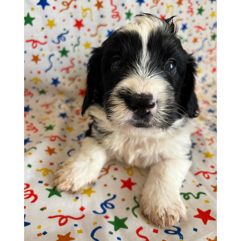 販売中の茨城県のバーニードゥードル:バーニーズ×スタンダードプードル-443053の2枚目