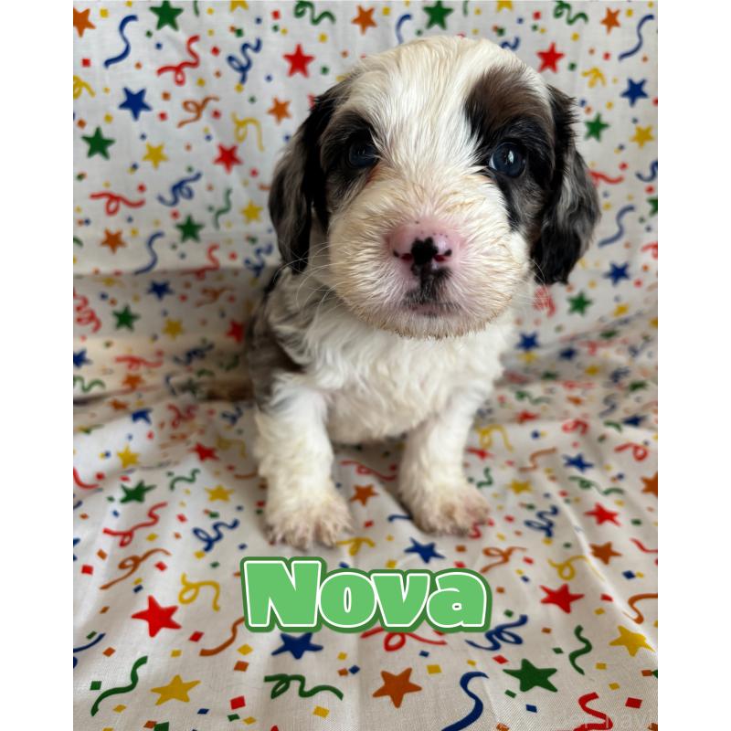 販売中の茨城県のバーニードゥードル:バーニーズ×スタンダードプードル-443054の1枚目