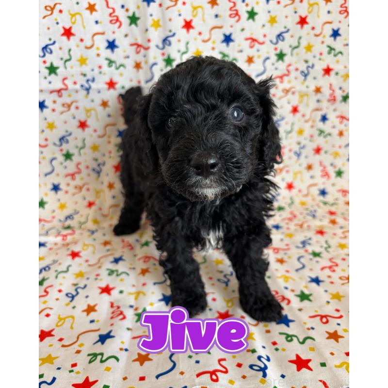 販売中の茨城県のバーニードゥードル:バーニーズ×スタンダードプードル-443055