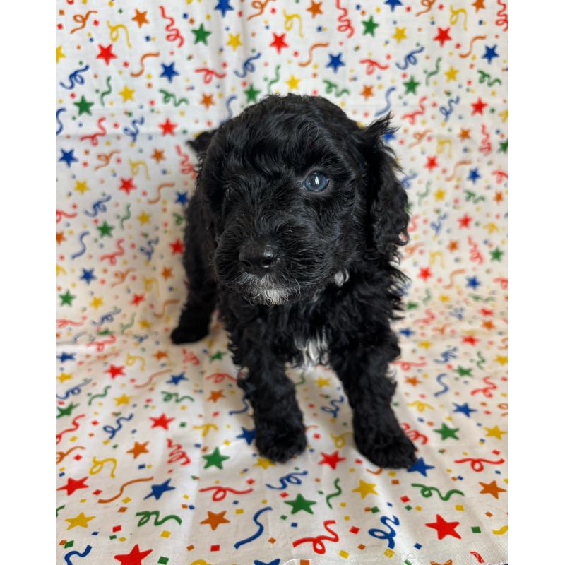 販売中の茨城県のバーニードゥードル:バーニーズ×スタンダードプードル-443055の3枚目