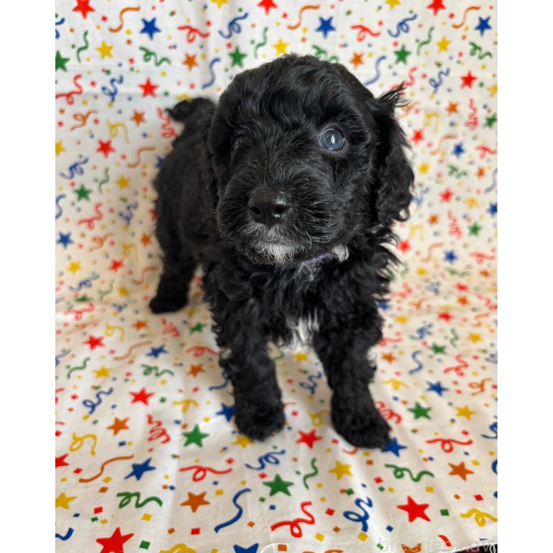 販売中の茨城県のバーニードゥードル:バーニーズ×スタンダードプードル-443055の2枚目