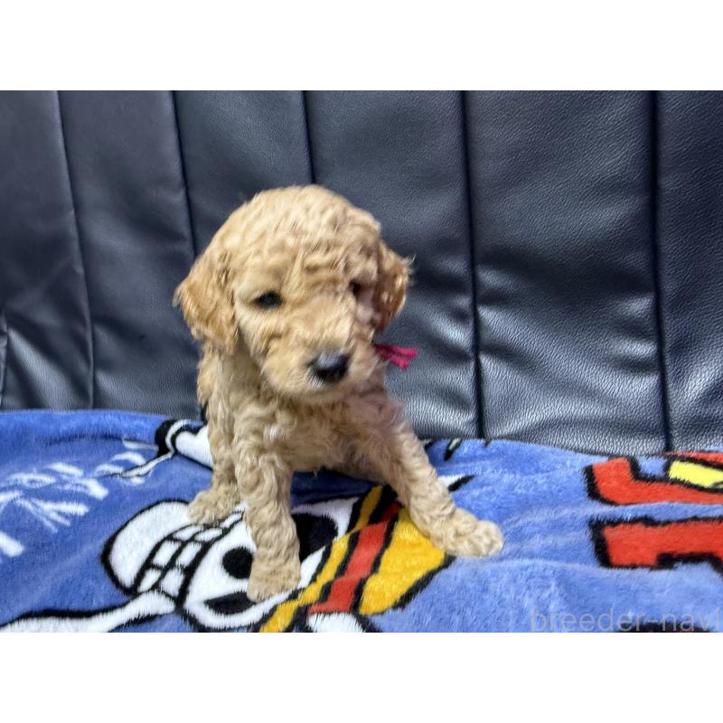 販売中の香川県のトイプードル-443056の2枚目