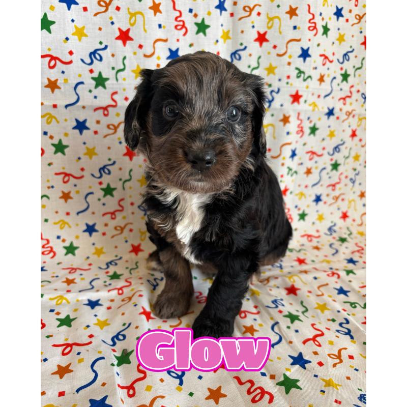 販売中の茨城県のバーニードゥードル:バーニーズ×スタンダードプードル-443059