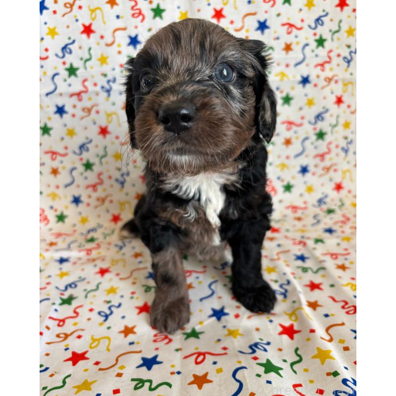 販売中の茨城県のバーニードゥードル:バーニーズ×スタンダードプードル-443059の3枚目