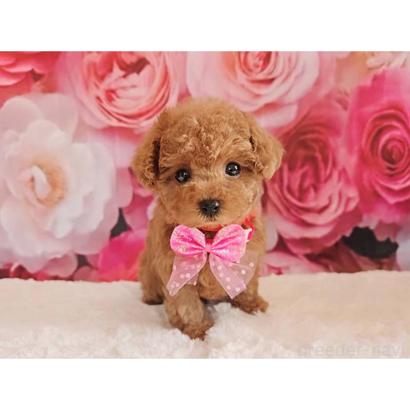 商談中の岐阜県のタイニープードル-439812の14枚目