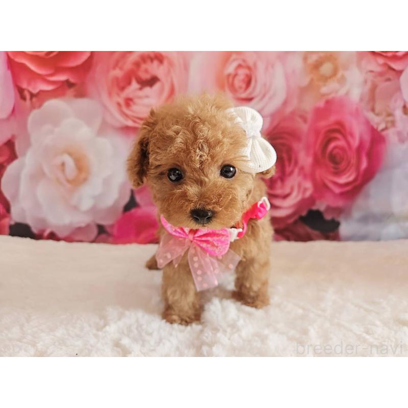 商談中の岐阜県のタイニープードル-439812の13枚目