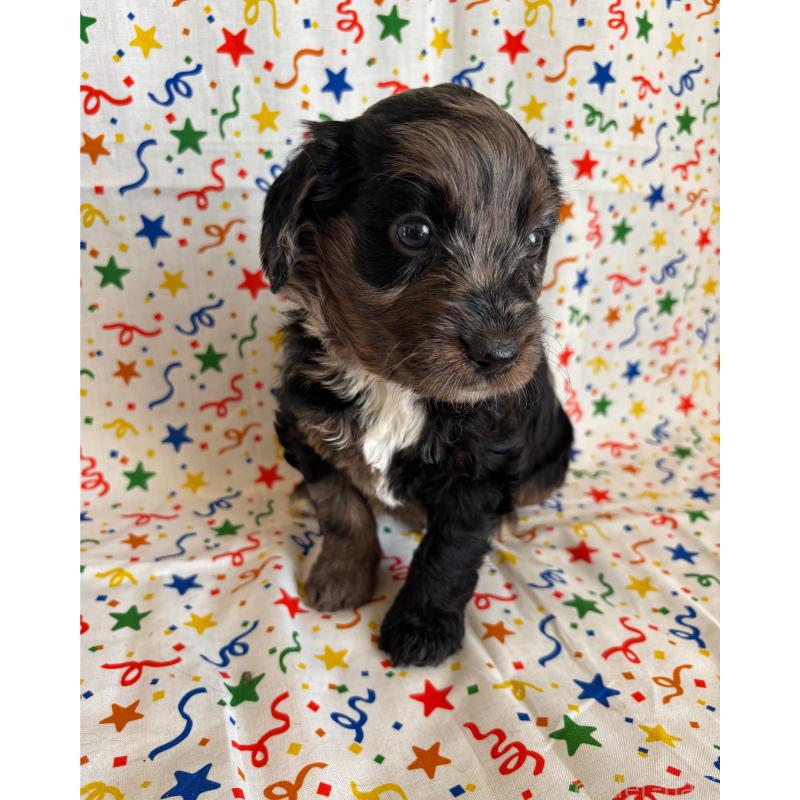 販売中の茨城県のバーニードゥードル:バーニーズ×スタンダードプードル-443059の2枚目