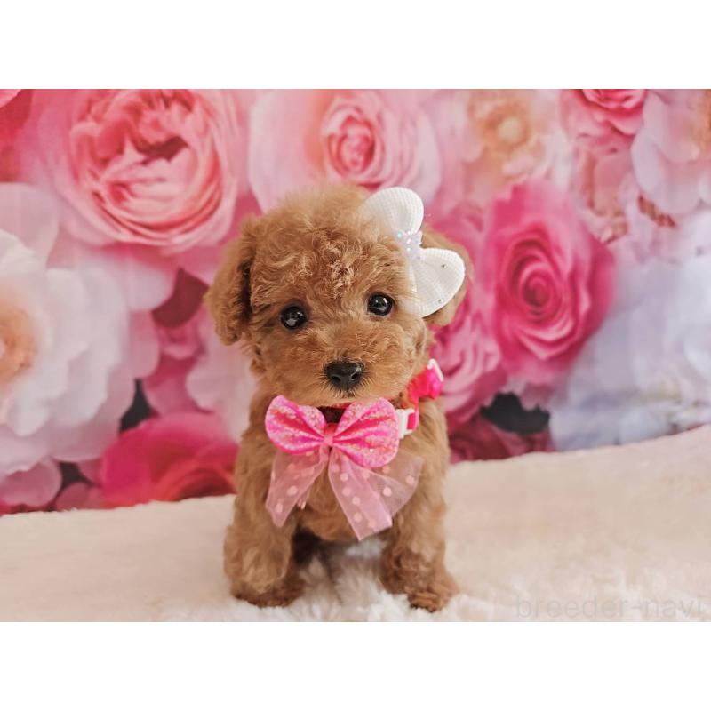 商談中の岐阜県のタイニープードル-439812の12枚目