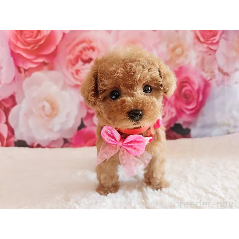 商談中の岐阜県のタイニープードル-439812の11枚目