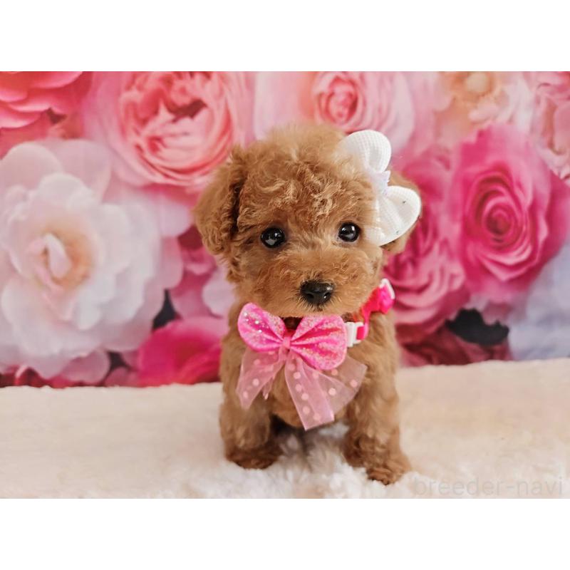 商談中の岐阜県のタイニープードル-439812の10枚目