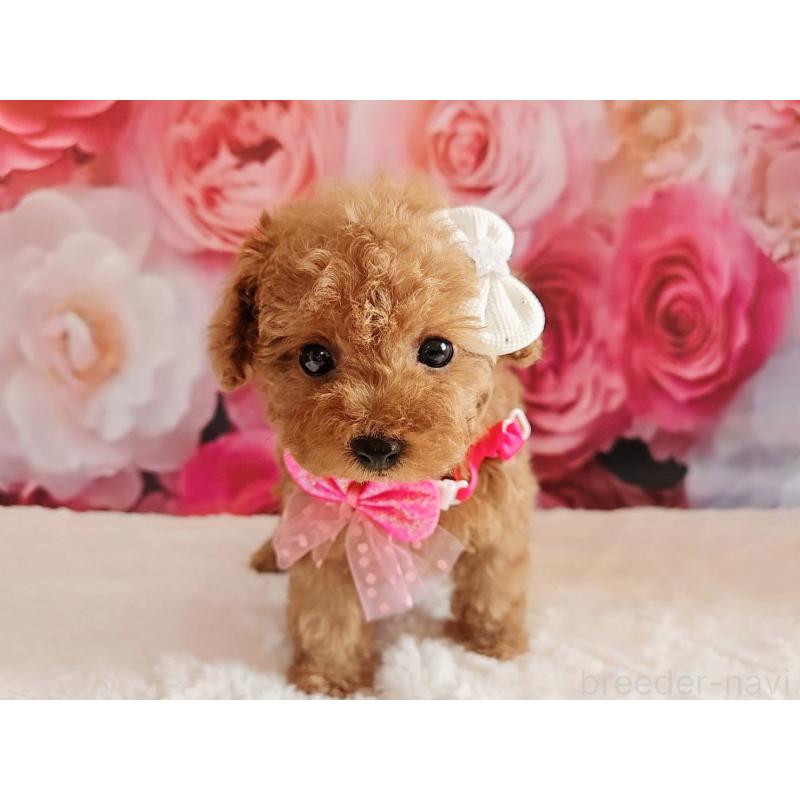 商談中の岐阜県のタイニープードル-439812の9枚目