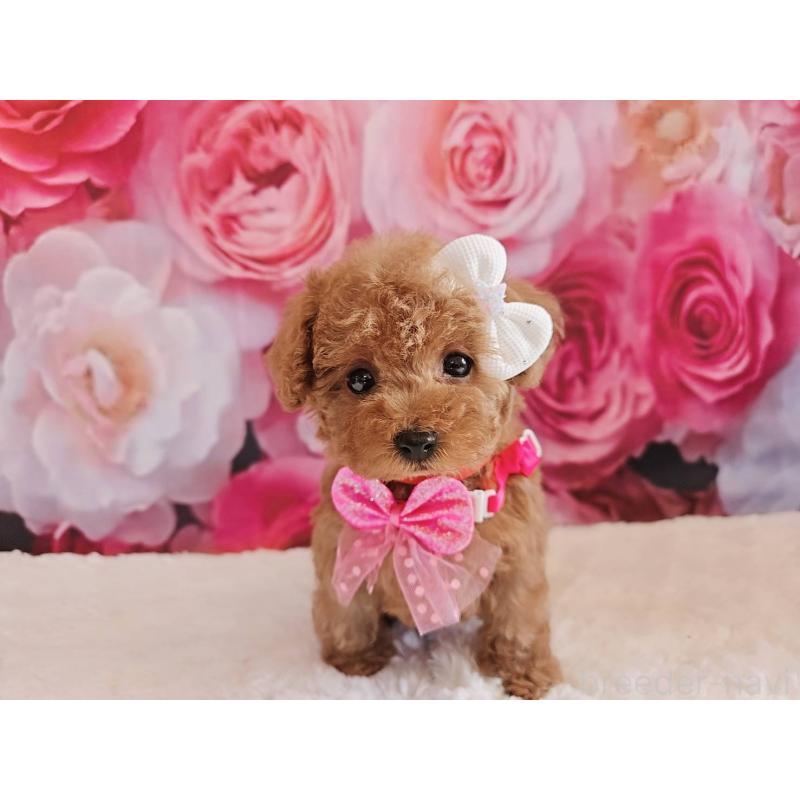 商談中の岐阜県のタイニープードル-439812の8枚目