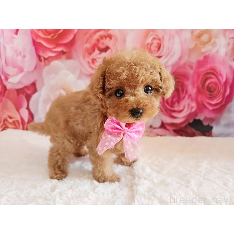 商談中の岐阜県のタイニープードル-439812の7枚目