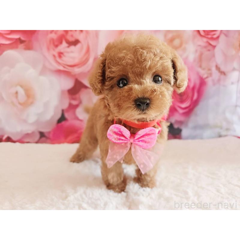 商談中の岐阜県のタイニープードル-439812の5枚目