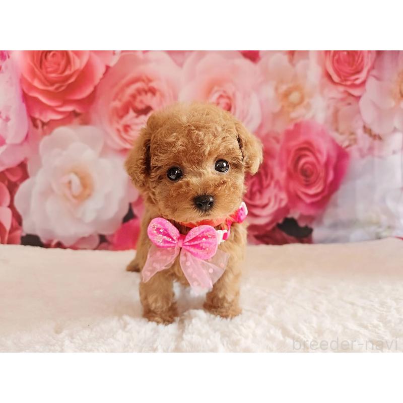 商談中の岐阜県のタイニープードル-439812の4枚目