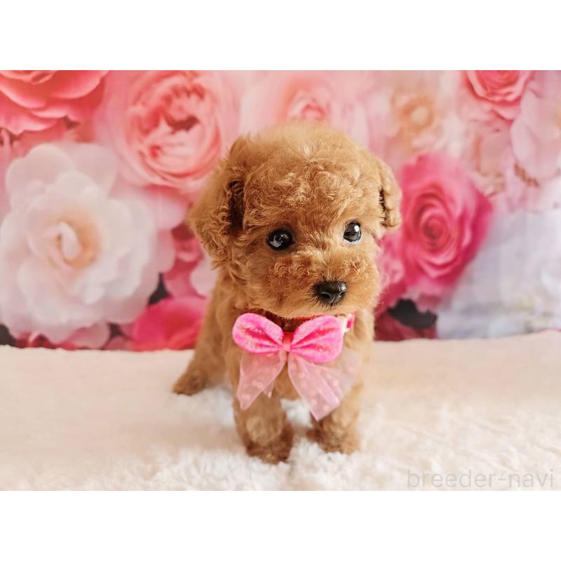 商談中の岐阜県のタイニープードル-439812の2枚目