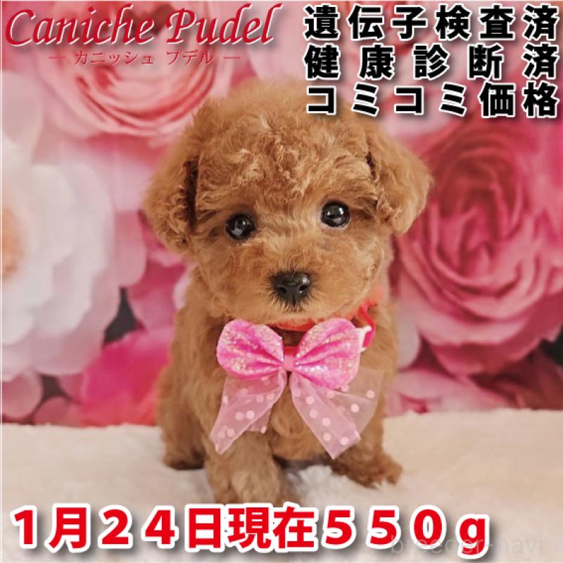 商談中の岐阜県のタイニープードル-439812の3枚目