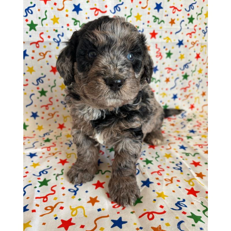 販売中の茨城県のバーニードゥードル:バーニーズ×スタンダードプードル-443060の3枚目