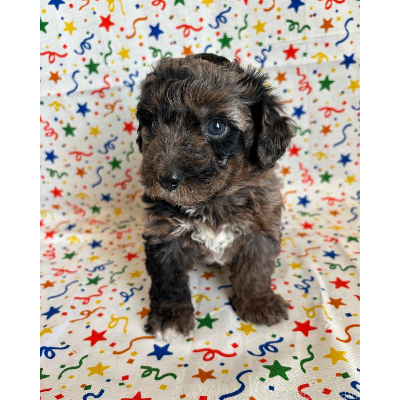 販売中の茨城県のバーニードゥードル:バーニーズ×スタンダードプードル-443061の3枚目