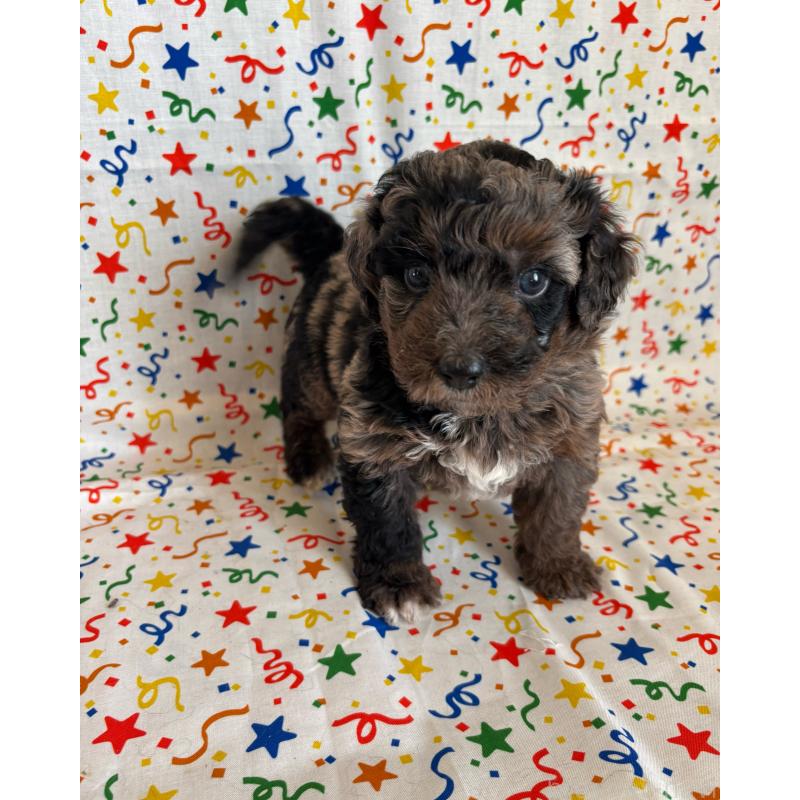 販売中の茨城県のバーニードゥードル:バーニーズ×スタンダードプードル-443061の2枚目