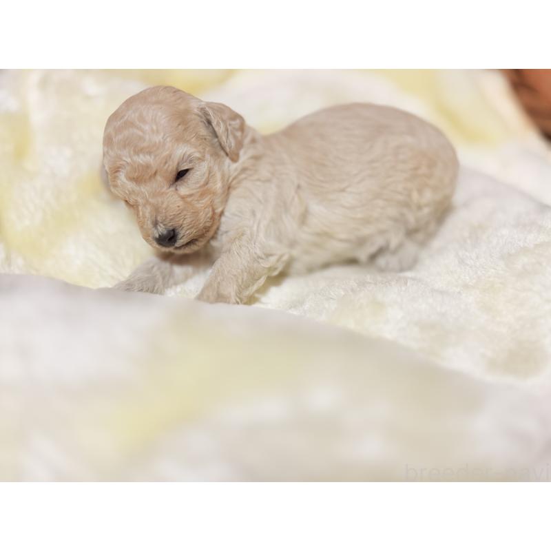 販売中の大阪府のトイプードル-443062の15枚目