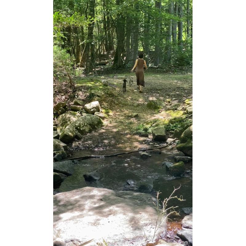 販売中の大阪府のトイプードル-443062の14枚目