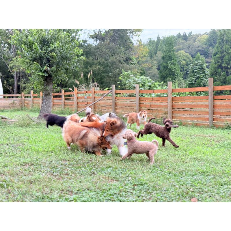 販売中の大阪府のトイプードル-443062の12枚目