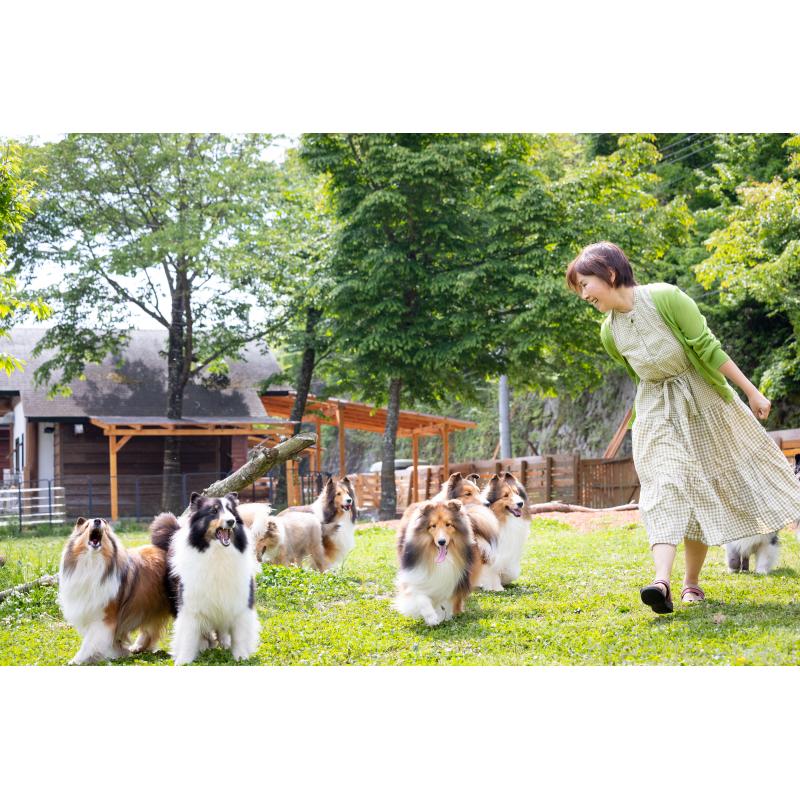 販売中の大阪府のトイプードル-443062の10枚目